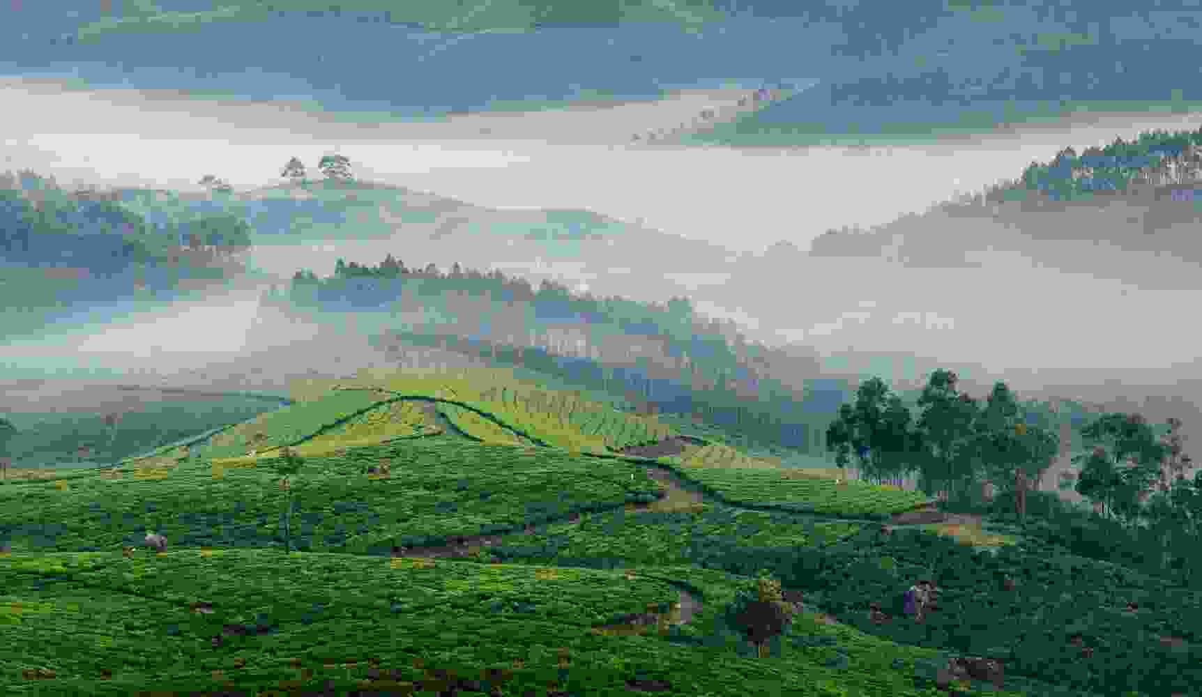 Listing Taxonomy Image